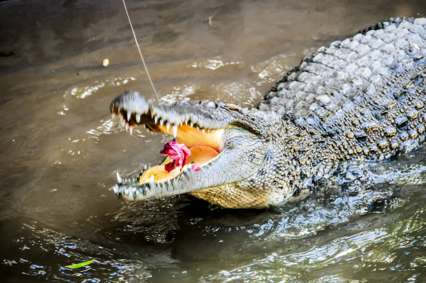 istock A crocodile is eating a flower in the water 2162393141