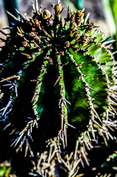 A cactus with spines and a brown center