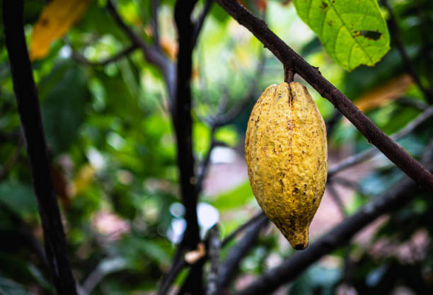 istock Ripe cacao fruit, cacao pod on cocoa tree plant fruit plantation 2162394676