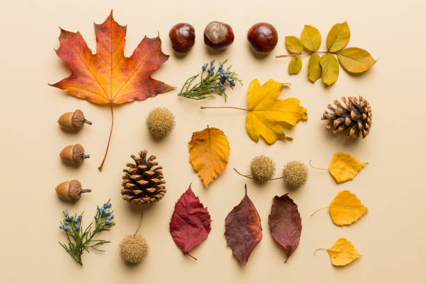 Autumn composition. Pattern made of dried leaves and other design accessories on table. Flat lay, top view