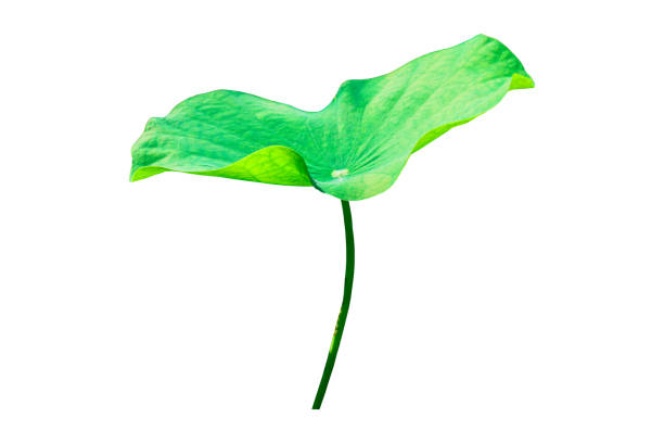 lotus leaf