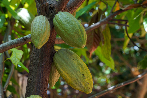Cocoa, Cacao, Chocolate Nut Tree. Fruit shaped like a papaya on the trunk or branches. Gourd-like skin, thick skin, cocoa beans are processed into chocolate. Soft and selective focus.