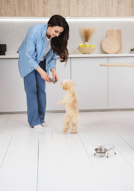 istock Woman feeding maltipoo dog in kitchen 2162397030
