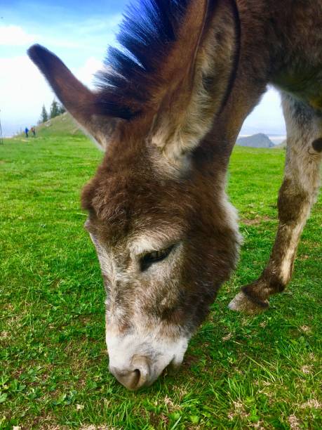 Gentle donkey eating green grass