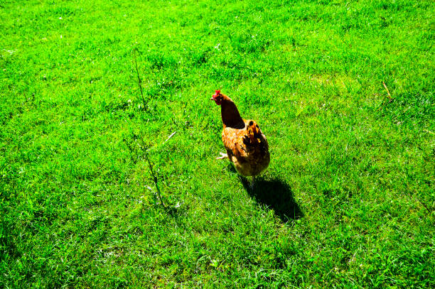 istock Chickens running through the green grass 2162397383
