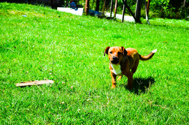 Puppy running through the green grass