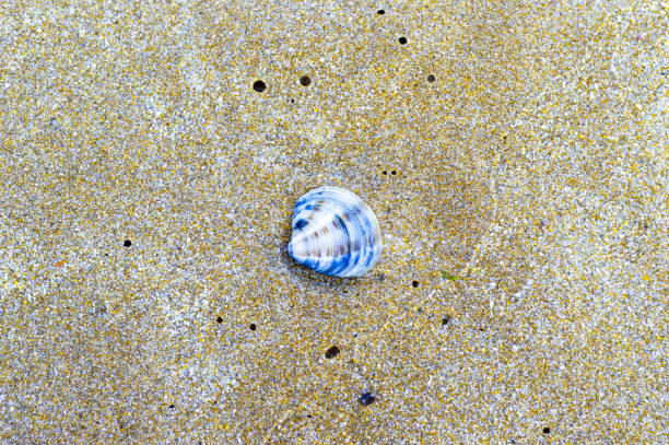 istock Sea shells on golden sandy beach summer season 2162397410