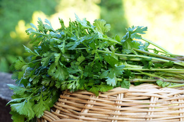 istock Coriander from the organic vegetable plot in the basket, used as a vegetable and decoration in the food. Soft and selective focus. 2162397672
