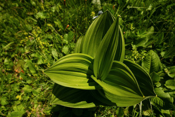 istock Green plant with large leaves in meadow 2162397792