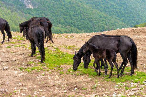Horses with foals grazing on rocky terrain with a lush green backdrop.
