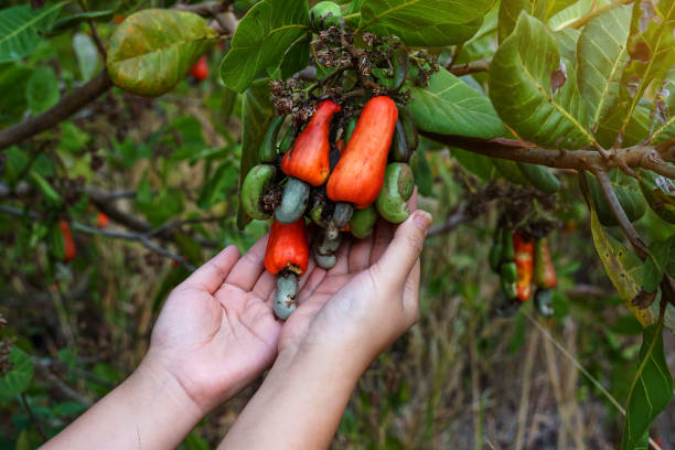 istock Cashew fruit tree. The fruit looks like rose apple or pear. The young fruit is green. When ripe, it turns red-orange. At the end of the fruit there is a seed, shaped like a kidney. 2162398794