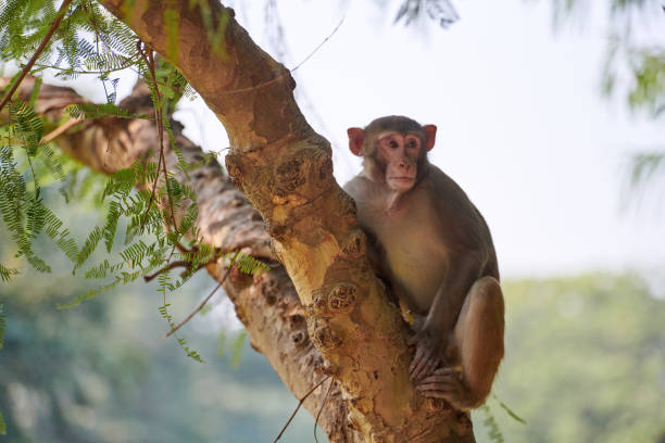 Cute little monkey sits on tree trunk in public indian park against green plants backdrop and looks curiously around, symbolizing harmonious coexistence between wildlife and park environment