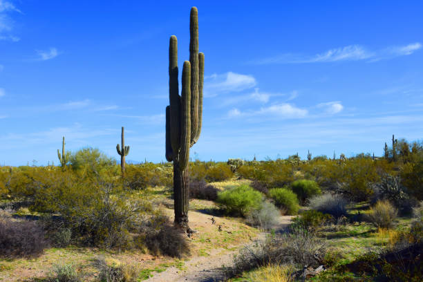 istock Old Saguaro Cactus Sonora desert Arizona 2162399047