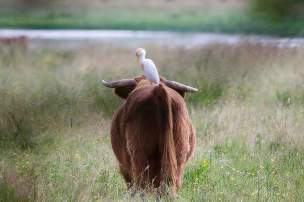 istock Cattle egret bird sat on a highland cattle back 2162400194