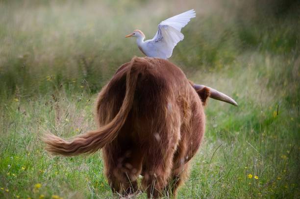 istock Cattle egret bird sat on a highland cattle back 2162400290