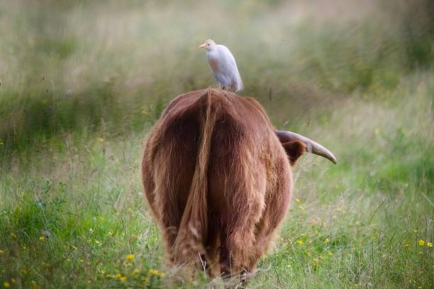 istock Cattle egret bird sat on a highland cattle back 2162400315