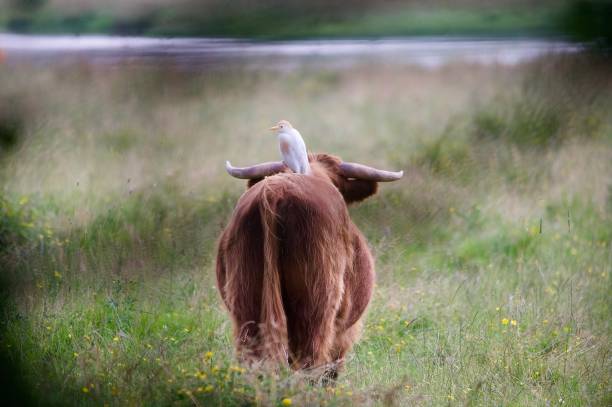 istock Cattle egret bird sat on a highland cattle back 2162400398