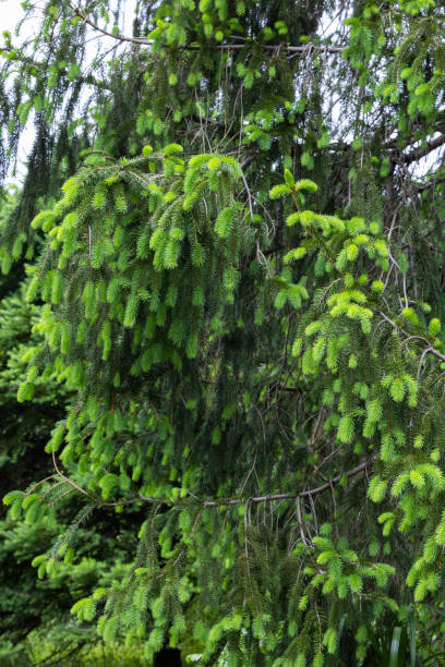 istock Norway spruce with many spruces in spring. 2162404000