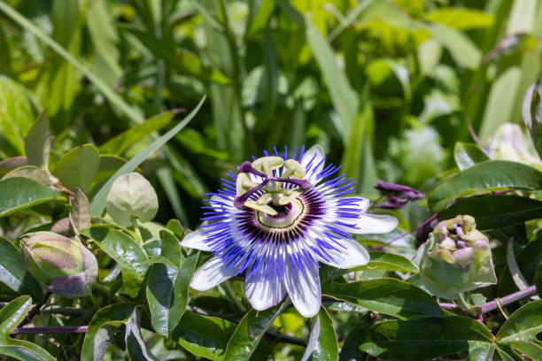 istock Passiflora flower blooming in a summer garden. 2162404176