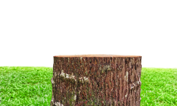 Empty old stump table with blurred garden to display products white background