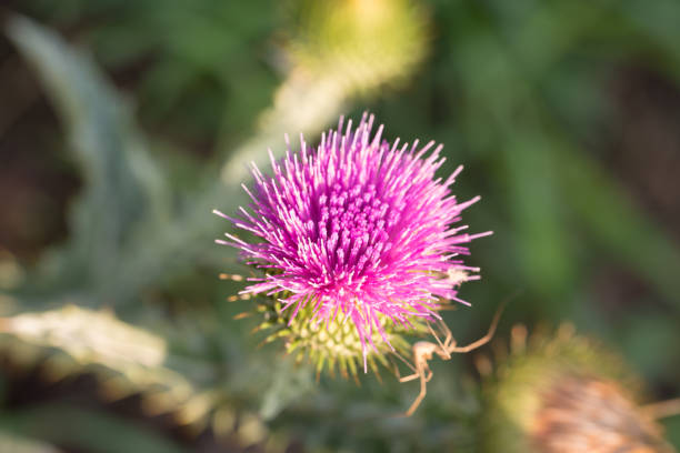 Spear thistle, \nCirsium vulgare summer flower closeup selective focus