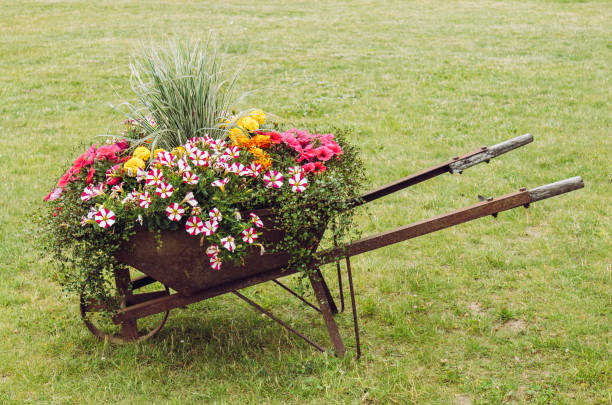 istock Various flowers growing inside old retro rusty wheelbarrow on green lawn. Reusing old gardening tool as flowerbed in summer. 2162405340