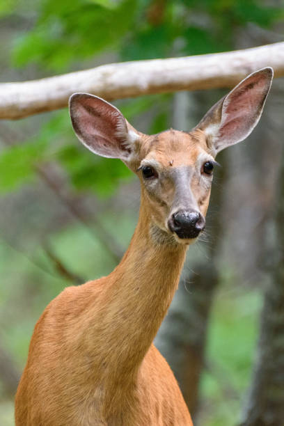 istock White-tailed Deer at Acadia National Park 2162406235