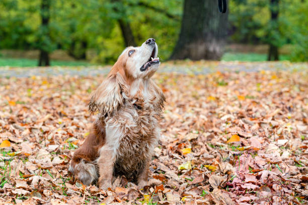 istock English springer spaniel on a walk in the park 2162408966