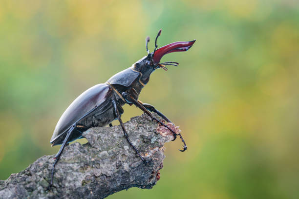 istock Deer beetle (Lucanus cervus), in its natural habitat. Close-up 2162409050