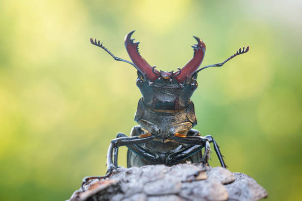 Lucanus cervus, the European stag beetle, is one of the best-known species of stag beetle   is listed as Near Threatened by the IUCN Red List