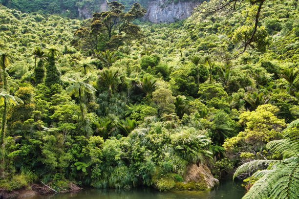 Dense, impenetrable temperate rainforest in New Zealand