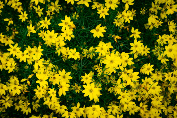 istock Yellow Coreopsis Verticillata Flowers Wallpaper Background, Whorled Tickseed, Floral Pattern for Nature-Themed Decoration, Vibrant Yellow Blooms for Garden-Inspired Wallpaper or Desktop Background 2162410017