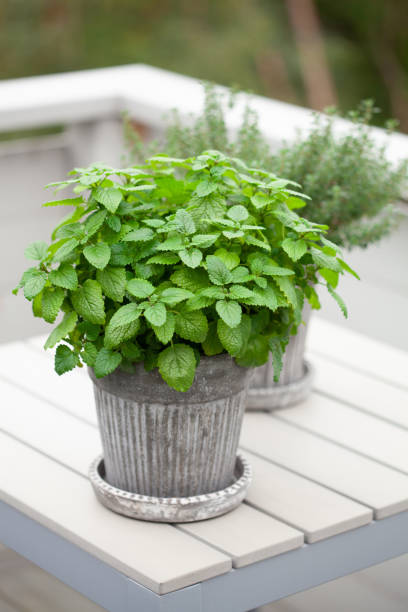 istock lemon balm (melissa) and thyme herb in flowerpot on balcony 2162410838