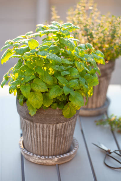 istock lemon balm (melissa) and thyme herb in flowerpot on balcony 2162410860