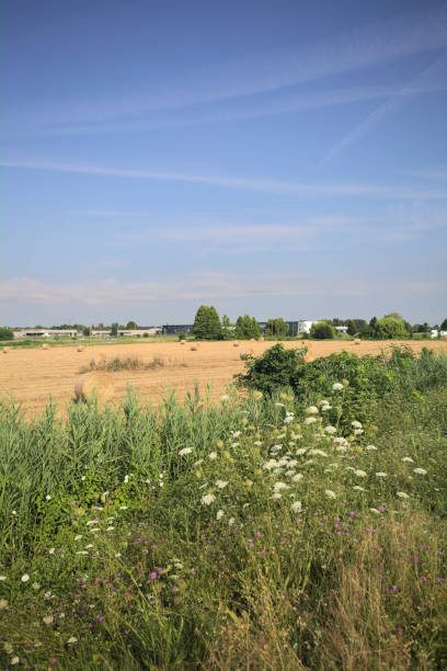 istock Field with bales seen from afar 2162412485