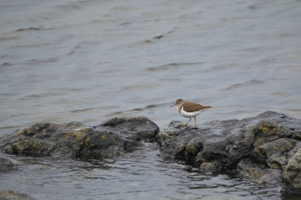 istock sandpiper on sea shore 2162412600