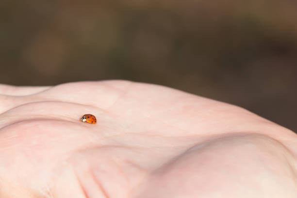 istock Ladybug on Palm of Hand 2162412696