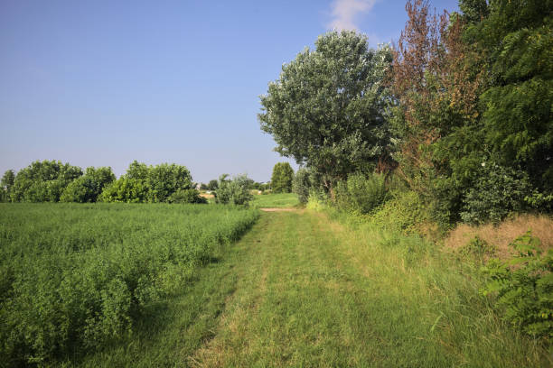 Grass trail by the edge of a field with a tree arching at its entrance on a sunny day in the italian countryside