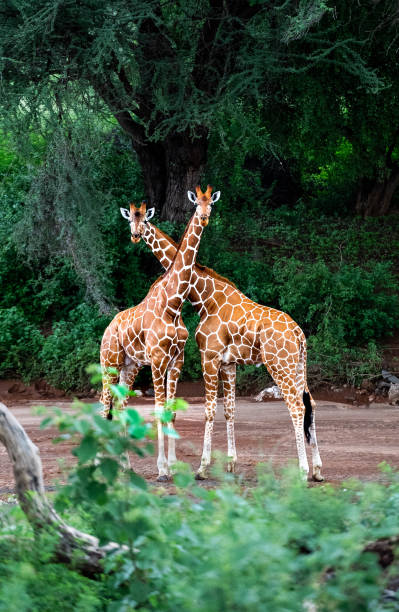 istock A Pair of Giraffe in Kenya 2162413523