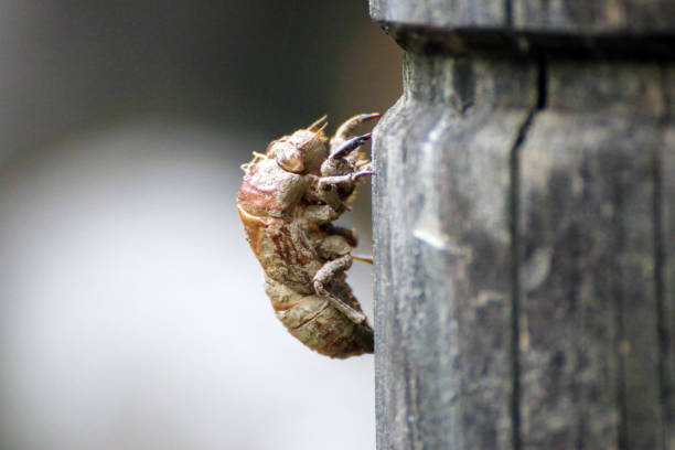 Cicada shell.