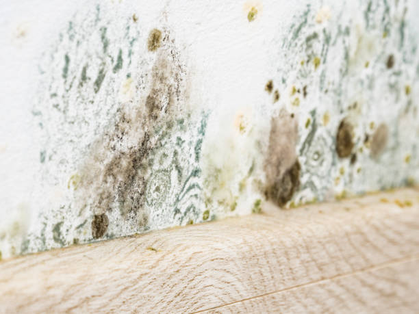 istock Mould and fungus growth on white wall 2162417015