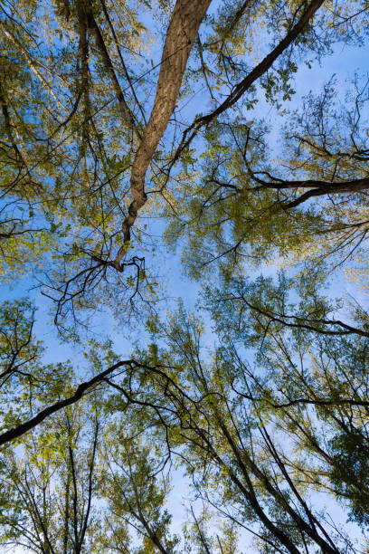 istock Looking up at the sky through the branches of a tree 2162418262