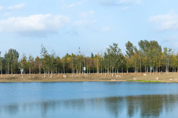 Tranquil Blue Lake Surrounded by Lush Trees