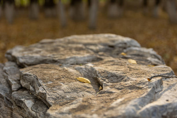 Close-up of a rock with a yellow leaf on it