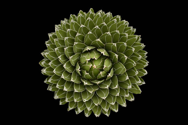 Agave plant isolated on a black background with,cutting path