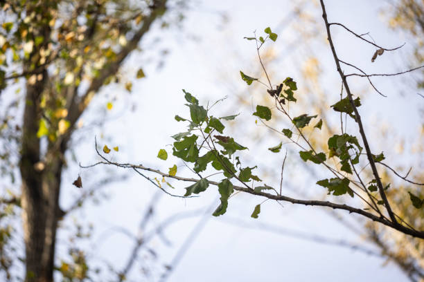 Close Up of Tree Branch with Green Leaves