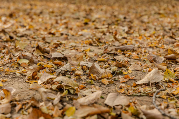 Withered autumn leaves cover the ground