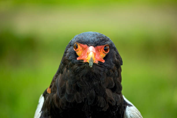 Geranoaetus melanoleucus or shielded eagle, is a species of accipitriforme bird in the Accipitridae family.