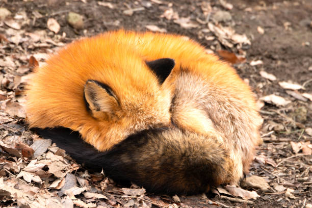 istock Fluffy fox curling up on ground with dried leaves 2162419802