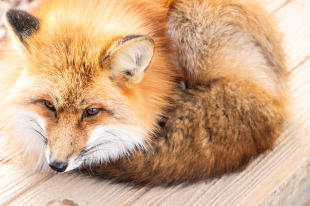 istock Curling up fluffy fox on wooden floor 2162419812